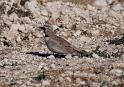 Horned Lark _0739